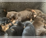 Small Photo #4 Doberman Pinscher Puppy For Sale in PLYMOUTH, MA, USA