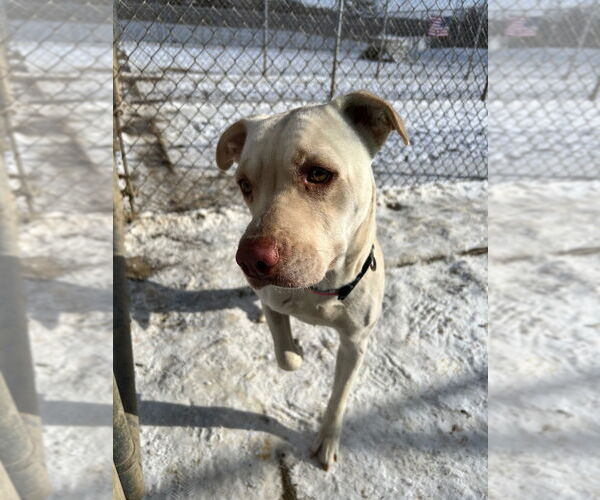 Medium Photo #3 American Staffordshire Terrier-Labrador Retriever Mix Puppy For Sale in Pierceton , IN, USA