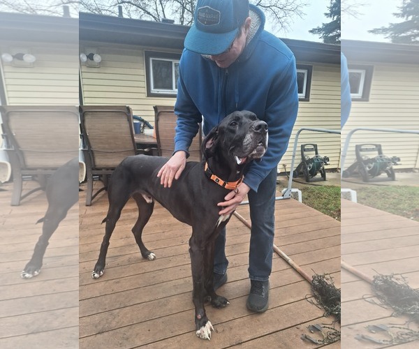 Medium Photo #5 Great Dane Puppy For Sale in Buffalo, MN, USA