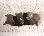 Image preview for Ad Listing. Nickname: Litter of 6