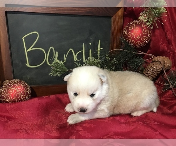 Medium Photo #1 Pomsky Puppy For Sale in SULLIVAN, IL, USA
