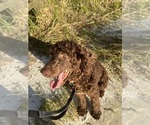 Small Photo #1 Poodle (Standard) Puppy For Sale in JACKSONVILLE, FL, USA