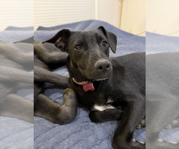 Medium Photo #6 Mountain Cur-Unknown Mix Puppy For Sale in Boston, MA, USA