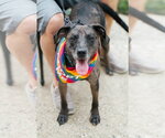 Small #4 Catahoula Leopard Dog