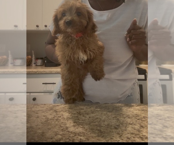 Medium Photo #1 Cavapoo (Toy) Puppy For Sale in NORTH AUGUSTA, SC, USA