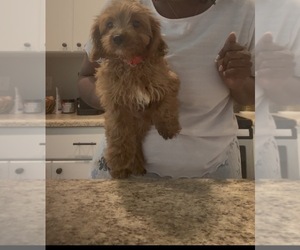 Cavapoo (Toy) Puppy for sale in NORTH AUGUSTA, SC, USA