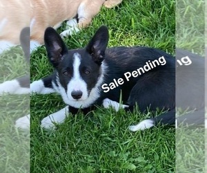 Border Collie-Pembroke Welsh Corgi Mix Puppy for sale in ELLENSBURG, WA, USA