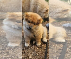 Frappy - Male Chow Chow Dog for Adoption