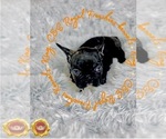 Puppy 5 French Bulldog