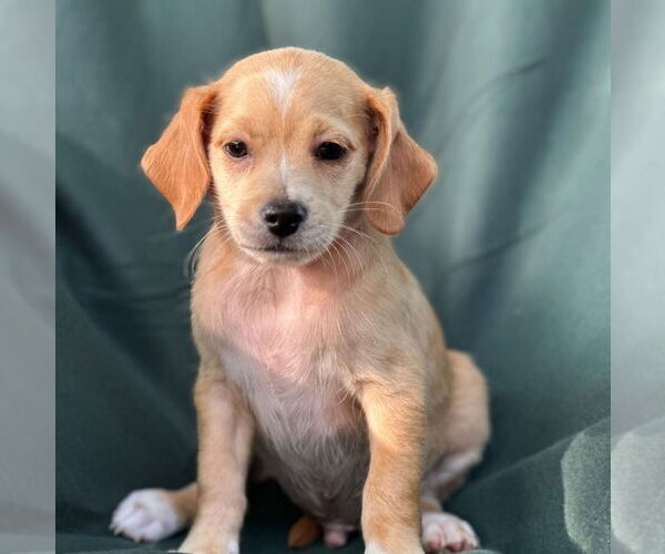 Medium Photo #4 Dachshund-Unknown Mix Puppy For Sale in Weston, FL, USA