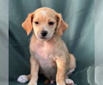 Small #3 Dachshund Mix