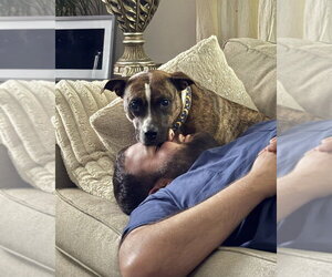 Sage - Female American Staffordshire Terrier-Boxer Mix Dog for Adoption - Photo #2