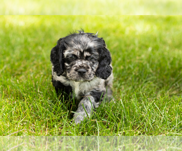 Medium Photo #20 Cocker Spaniel Puppy For Sale in NAPPANEE, IN, USA