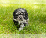 Small Photo #20 Cocker Spaniel Puppy For Sale in NAPPANEE, IN, USA