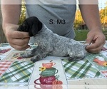 Puppy 7 German Shorthaired Pointer