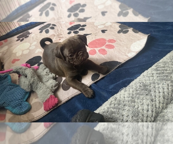 Medium Photo #1 Pug Puppy For Sale in BLOOMINGTON, IL, USA