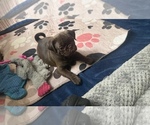 Puppy 5 Pug