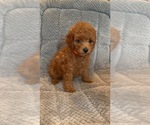 Image preview for Ad Listing. Nickname: Toy poodles