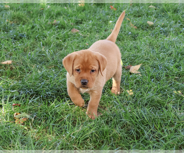 Medium Photo #3 Labrador Retriever Puppy For Sale in SYRACUSE, IN, USA