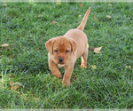Renee - Female Labrador Retriever Puppy for Sale - Photo #3