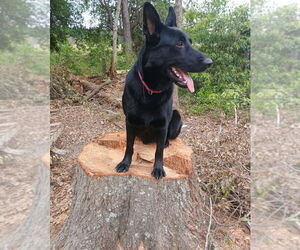 Mother of the German Shepherd Dog puppies born on 04/21/2026