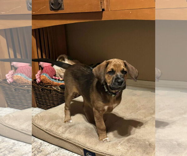 Medium Photo #1 Mutt Puppy For Sale in Duluth, MN, USA