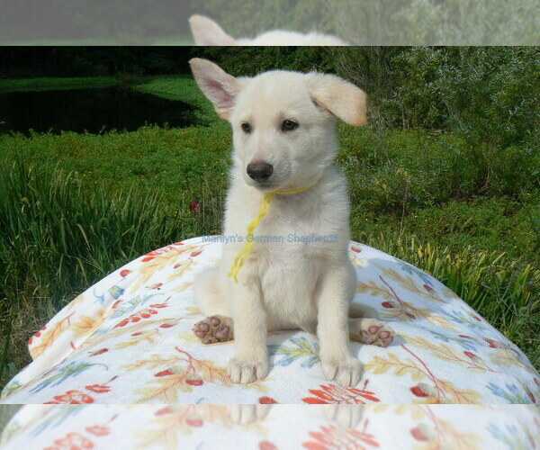 Medium Photo #3 German Shepherd Dog Puppy For Sale in PIEDMONT, MO, USA