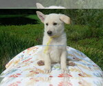 Small #2 German Shepherd Dog