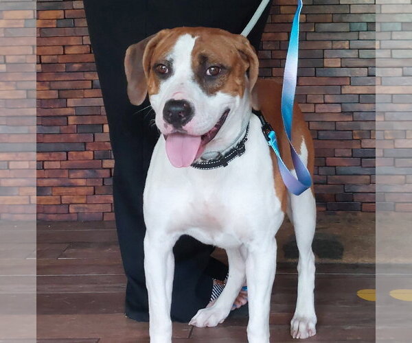 Medium Photo #1 Boxer-Unknown Mix Puppy For Sale in Sanford, FL, USA