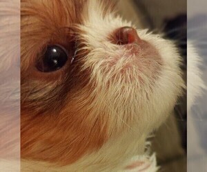 Shih Tzu Puppy for sale in FANNING SPGS, FL, USA