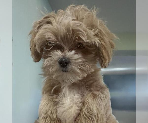 Medium Photo #5 Maltipoo (Miniature) Puppy For Sale in San Diego, CA, USA