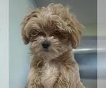 Small #4 Maltipoo (Miniature)