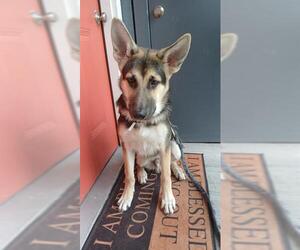 German Shepherd Dog-Unknown Mix Dogs for adoption in San Antonio, TX, USA