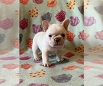 Small Photo #9 French Bulldog Puppy For Sale in TERRE HAUTE, IN, USA