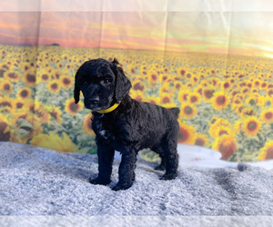 Poodle (Standard) Puppy for sale in KINSTON, NC, USA
