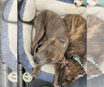 Small #2 Mutt