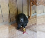 Small Photo #3 Poodle (Toy) Puppy For Sale in NEW CHURCH, VA, USA