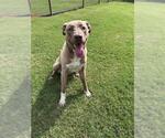 Small Anatolian Shepherd Mix