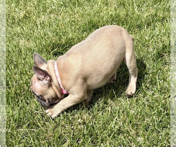 Medium Photo #7 French Bulldog Puppy For Sale in CANYON, TX, USA