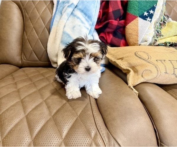 Medium Photo #9 Morkie Puppy For Sale in CASSVILLE, MO, USA