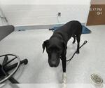 A392380 - Female German Shorthaired Lab Dog for Adoption - Small photo
