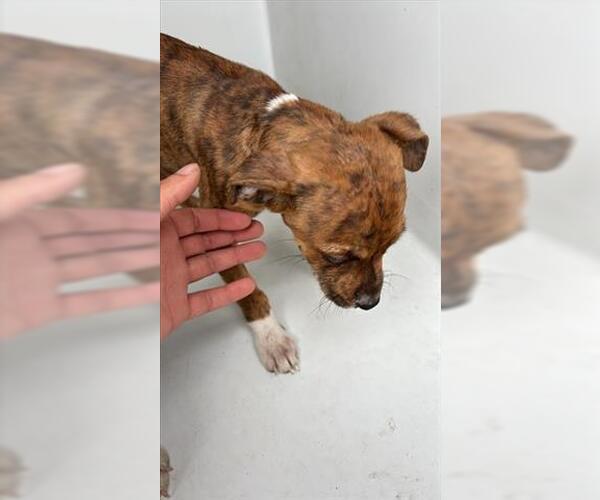 Medium Photo #1 Mutt Puppy For Sale in Houston, TX, USA