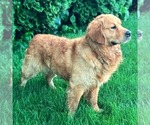 Small Photo #1 Golden Retriever Puppy For Sale in COATESVILLE, PA, USA