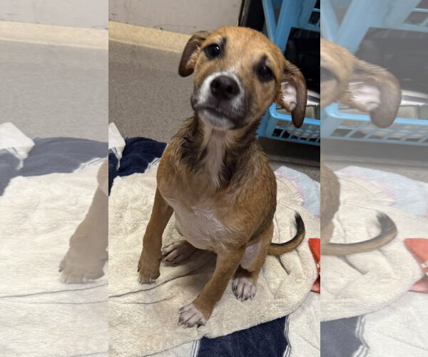 Medium Photo #3 Black Mouth Cur-Unknown Mix Puppy For Sale in Sanford, FL, USA
