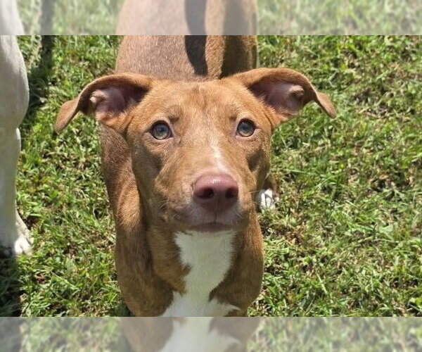 Medium Photo #3 Pointer-Unknown Mix Puppy For Sale in Anniston, AL, USA