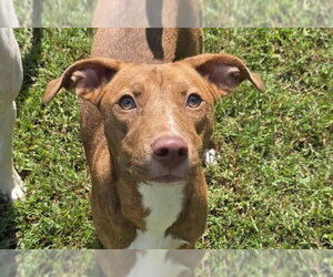 Haven - Female Pointer-Unknown Mix Dog for Adoption - Photo #3