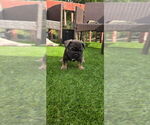 Puppy Maverick French Bulldog