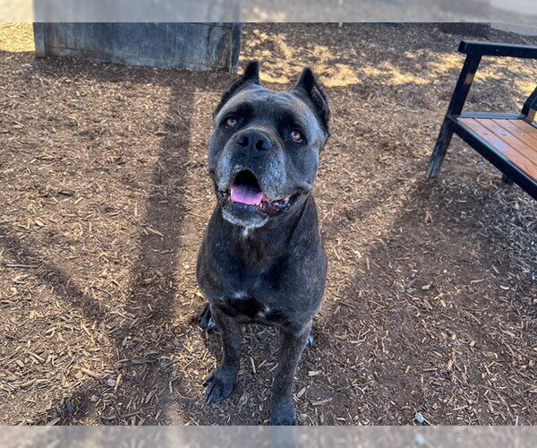 Medium Photo #3 Mutt Puppy For Sale in Orange, CA, USA