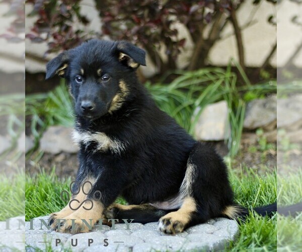 Medium Photo #4 Australian Shepherd-German Shepherd Dog Mix Puppy For Sale in BIRD IN HAND, PA, USA