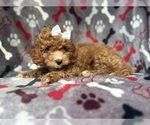 Small #1 Cavapoo